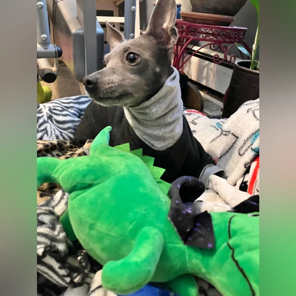 NWT FRINGE STUDIO “SPELL-A-SAURUS” HALLOWEEN T-REX PLUSH DOG TOY *LOUD SQUEAKER